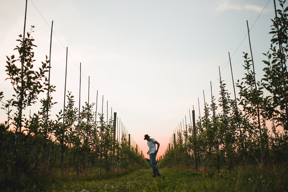 A farmer stands in a vineyard at sunset or sunrise