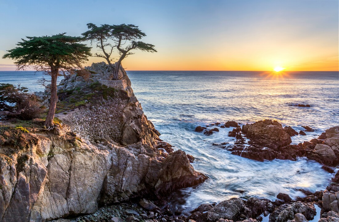 Trees by the ocean on a cliff at sunset